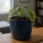 Une plante d'intérieur aux feuilles jaunies et tombantes dans un pot bleu sur une surface en bois, entourée d'une flaque d'eau.