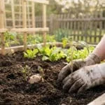 Mains gantées plantant un jeune plant de tomate dans un potager. Une pomme de terre germée et d'autres semis sont visibles.