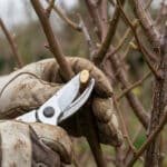 Gros plan sur des mains gantées taillant une branche de rosier avec un sécateur. Des bourgeons apparaissent sur les branches.