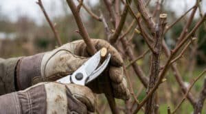 Gros plan sur des mains gantées taillant une branche de rosier avec un sécateur. Des bourgeons apparaissent sur les branches.