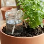 Un bocal d'eau avec une mèche irrigant un pot de basilic sur un rebord de fenêtre, montrant un système d'arrosage par capillarité.