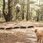 Un enfant et son chien observent une procession de chenilles en forêt. Un nid de chenilles processionnaires est visible dans un arbre.