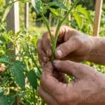 Gros plan sur des mains sales effectuant le pincement d'une tige de tomate dans un jardin potager ensoleillé.