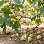 Branche de figuier avec des figues vertes, dont plusieurs sont tombées sur un sol sec et craquelé. Indique la chute des fruits.