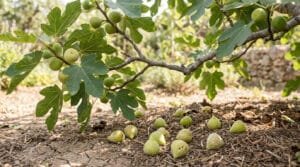 Branche de figuier avec des figues vertes, dont plusieurs sont tombées sur un sol sec et craquelé. Indique la chute des fruits.