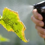 Gros plan d'une feuille verte infestée de pucerons et de fourmis, recevant un traitement par pulvérisation.