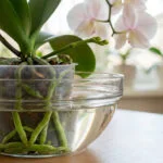 Une orchidée Phalaenopsis en pot transparent trempant dans un bol d'eau, avec ses racines vertes et des fleurs claires.