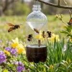 Piège artisanal en bouteille avec abeilles et bourdons piégés. Un frelon vole près, un papillon sur feuille. Fond de jardin fleuri.