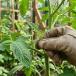 Une main gantée pince un gourmand sur une plante de tomate. Des feuilles vertes et des treillis en bois sont en arrière-plan.