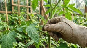 Une main gantée pince un gourmand sur une plante de tomate. Des feuilles vertes et des treillis en bois sont en arrière-plan.