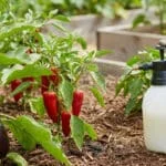 Main gantée pulvérisant du savon noir sur des piments et aubergines au potager pour éliminer les pucerons.