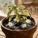 Un petit ficus dans un pot en terre cuite avec des glaçons posés sur la terre humide.