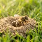 Une abeille solitaire sortant d'un petit trou entouré de terre au milieu d'une pelouse verte et ensoleillée.