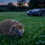 Un petit hérisson dans l'herbe au crépuscule avec un robot tondeuse en arrière-plan.