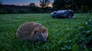 Un petit hérisson dans l'herbe au crépuscule avec un robot tondeuse en arrière-plan.