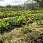 Jeunes plants de tomates dans un potager paillé avec de l'herbe coupée, avec une serre en arrière-plan.