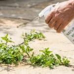 Une main gantée pulvérise un produit naturel sur des mauvaises herbes entre les dalles d'une terrasse.
