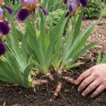 Une main de jardinier dégageant délicatement le rhizome d'un iris violet dans un sol enrichi.
