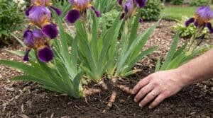 Une main de jardinier dégageant délicatement le rhizome d'un iris violet dans un sol enrichi.