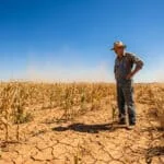 Un agriculteur en salopette et chapeau contemple son champ de maïs et de blé asséché sous un ciel bleu intense.