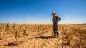 Un agriculteur en salopette et chapeau contemple son champ de maïs et de blé asséché sous un ciel bleu intense.