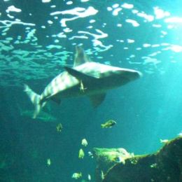 Requin à l'aquarium de La Rochelle