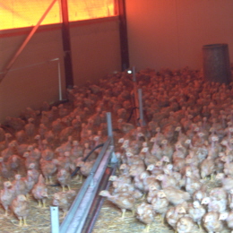 Jeunes poulets de trois semaines dans leurs abris, à quelques jours de gouter à la liberté