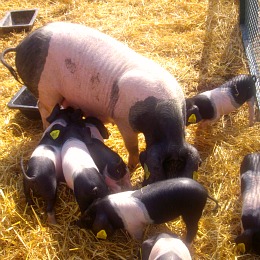 Porcs de race basque