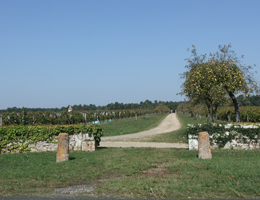 Les vignes du Château Tuquet encore intactes