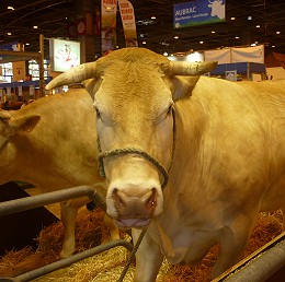 la vache-Belle - du GAEC Dou Cap de la Coste d'Arzacq