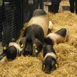 Bienheureuse famille de Porc basque en balade à Paris