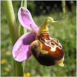 Ophrys du Gers – Ophrys aegirtica 