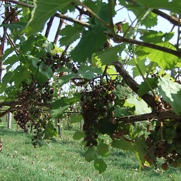 La vigne touchée par la grêle à Saint Léon, dans l'Entre-Deux-Mers
