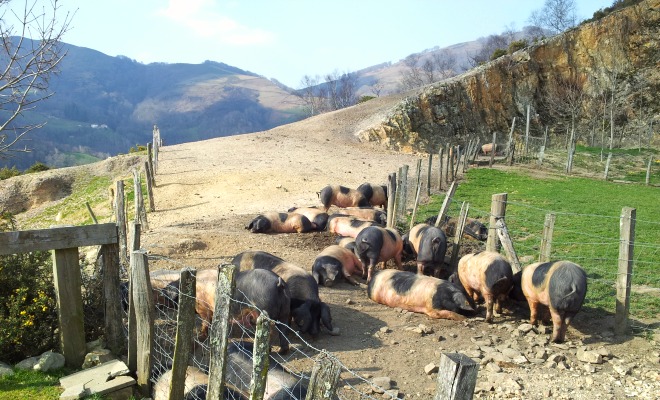Le parcs d'engraissement des porcs basque de Pierre Oteiza, voisins de la nouvelle fromagerie