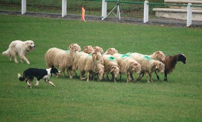 Le concours de chiens de bergers à Aramits