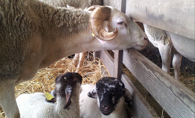 Les ovins étaient bien présents sur le Salon régional de l'Agriculture Aquitaine