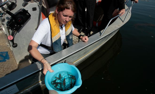  Lâcher d'esturgeons Acipenser sturio à Castillon la Bataille 2012 par Vanessa Lauronce de l'association Migado