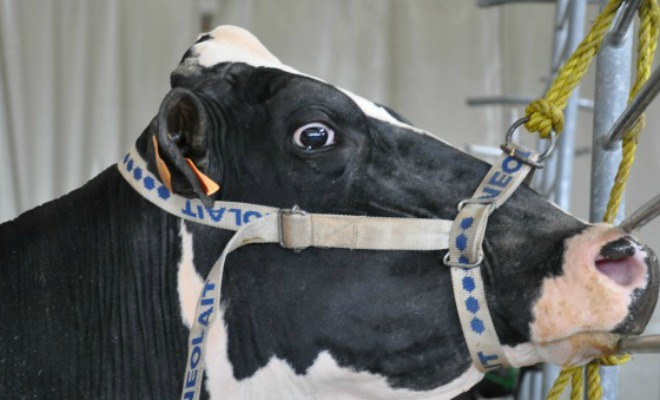 Le concours Prim Holstein a eu lieu dimanche après midi avec 90 animaux