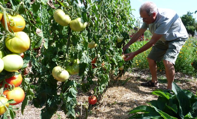Plus de 120 variétés de légumes sont cultivées à Assat, entre autres plantes