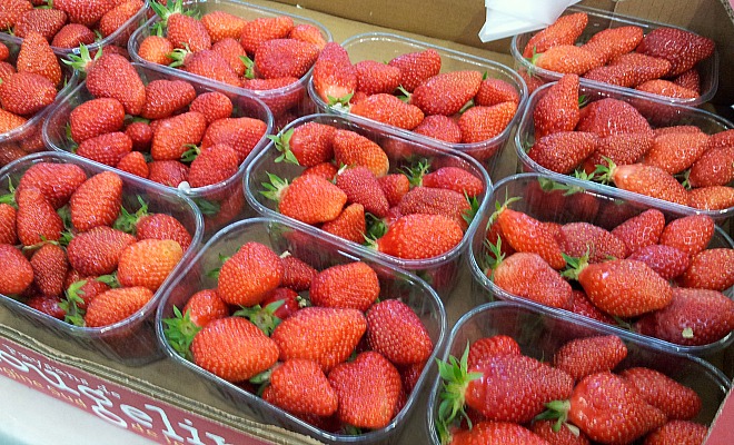 Des fraises que l'on peut par exemple trouver sur le Marchés de producteurs du Salon de l'agriculture Nouvelle-Aquitaine