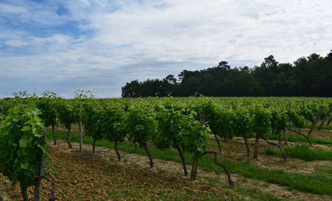  La convention de portage foncier entre la Safer et la cave de Sauveterre-Blasimon portait sur neuf hectares de vignes