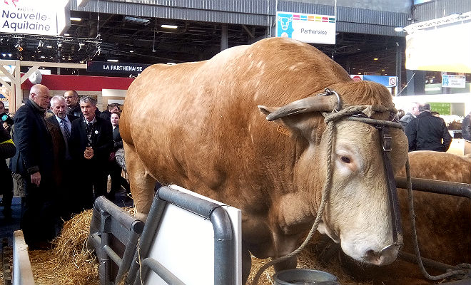 Alain Rousset au Salon International de l'Agriculture le 28 février 2018 et un taureau race Blonde d'Aquitaine
