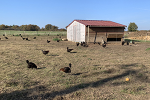 La fondation a été accueillie à l'exploitation de Laurence Gauthier. Elle possède 60 hectares, 220 brebis et 200 poules.