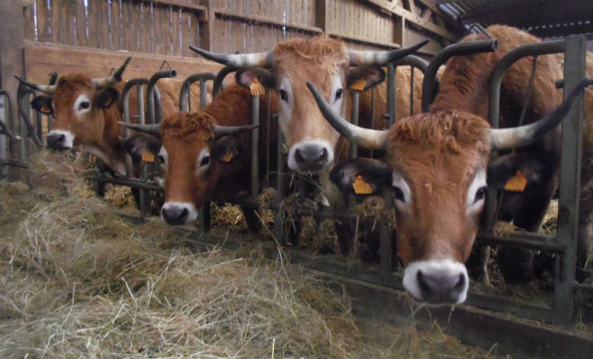 Les vaches maraîchines, dans une exploitation de Marennes