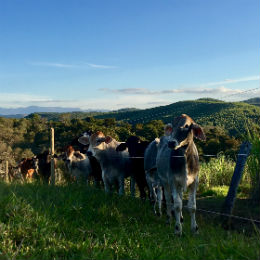 Les vaches attendent devant la clôture en construction
