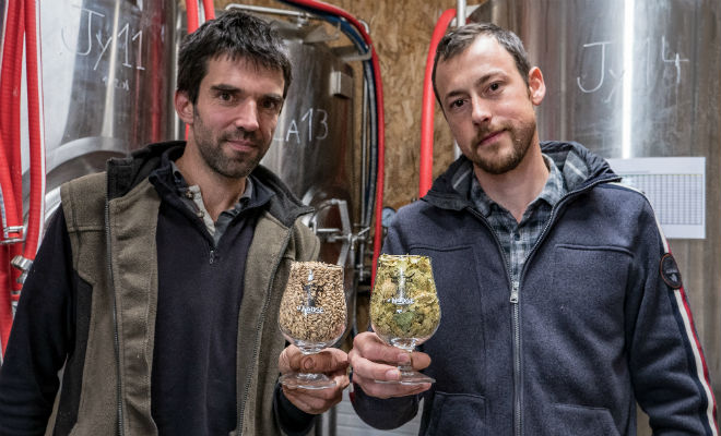 Pierre Bousseau et Jérémie Santoni comptent devenir les premiers producteurs charentais de houblon (bio, de surcroît), une piste d’avenir selon eux.