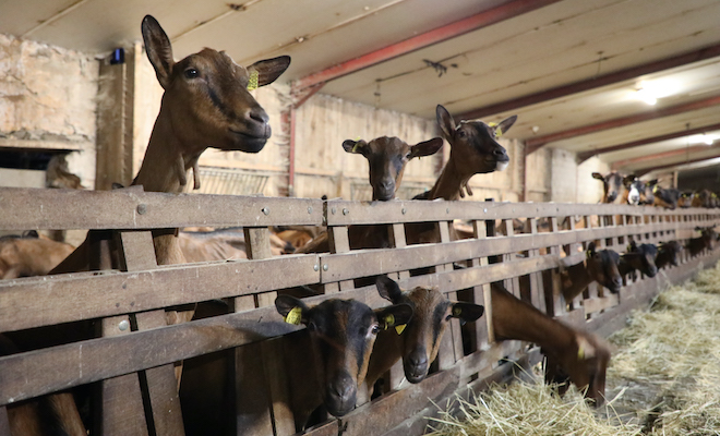 La ferme de la Martinière bénéficie du label bio cohérence. Les 220 chèvres produisent 180 000 litres chaque année.