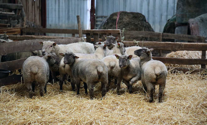 La principale activité de Christophe Morisset est l'élevage d'ovins. Il possède 420 moutons vendéens. La moitié de son cheptel est qualifiée en mères à agnelles ou à béliers.