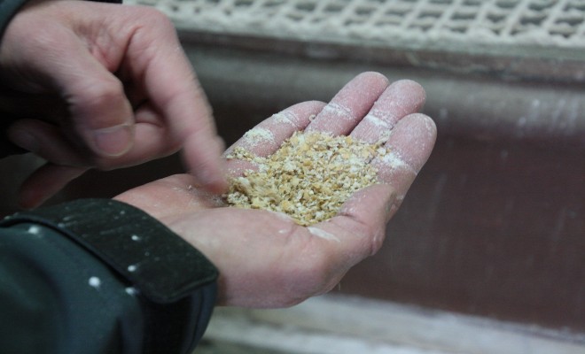 Il faut dix étapes de broyage et autant de tamisage entre chaque mouture pour obtenir 80% de farine blanche de blé dur (60% en blé tendre). 