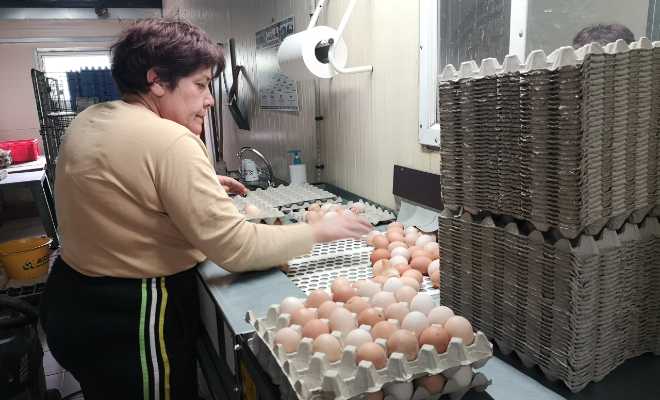 L'exploitation tourne avec une production moyenne de 8500 œufs journaliers, en conventionnel.